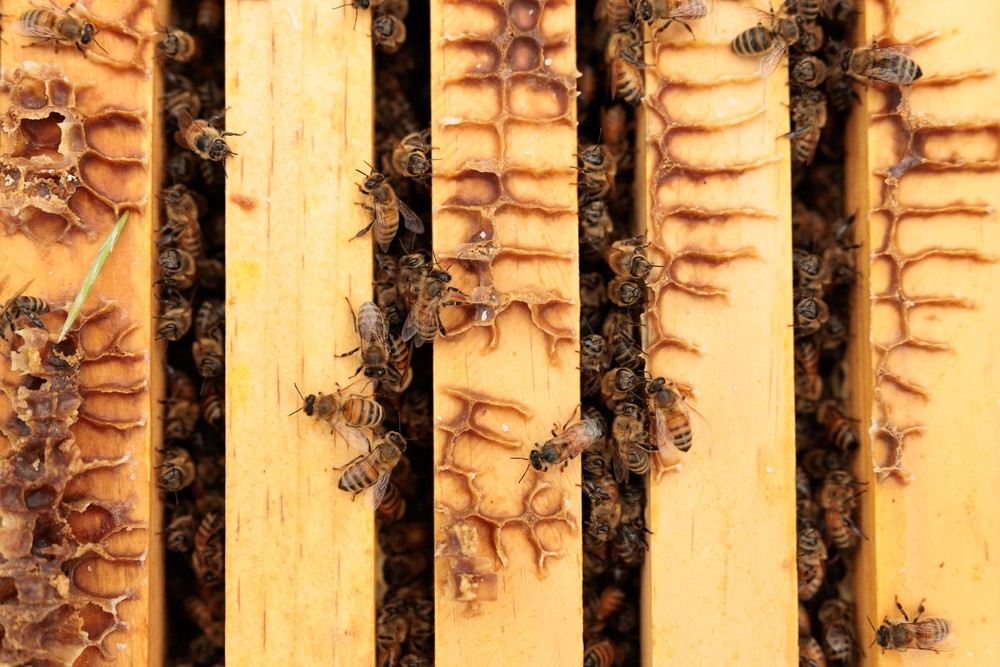 Some Photos: Insects