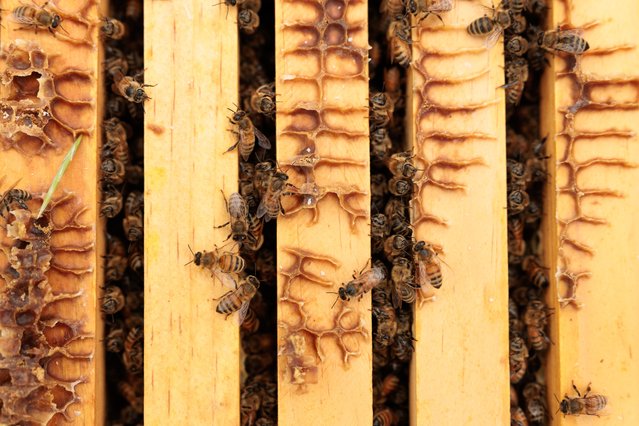 Boulder Valley Honey bees roam in their hive on June 11, 2025 in Boulder, Colorado. Pollinators contribute over $30 billion annually to U.S. agriculture, but rising threats like climate volatility, habitat loss, and Varroa mites have left many beekeepers struggling to maintain healthy colonies. (Photo by Andrew Wevers/Getty Images)