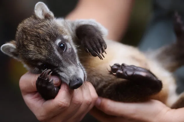 A white-nosed coati (Nasua narica) cub is seen at the National Zoo of El Salvador in San Salvador, on September 26, 2016. The cub was rescued by the National Civil Police in the northwestern part of the country and was handed over to the zoo where it recovered. (Photo by Marvin Recinos/AFP Photo)