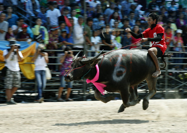A Thai jockey rides his buffalo during a competition at the annual water buffalo races in Chonburi province, Thailand, 26 October 2015. The water buffalo racing festival is held annually in October among rice farmers to celebrate the rice harvest and mark the end of Buddhist Lent. (Photo by Narong Sangnak/EPA)