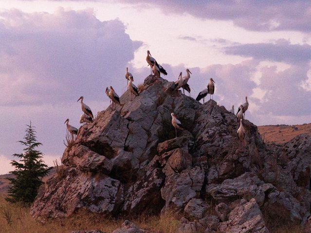 Storks, who migrated from Africa and spent the spring and summer months in Turkiye before setting out again for their autumn migration, are seen resting on the rocks in Afyonkarahisar, Turkiye on August 17, 2025. Hundreds of storks, who started their journey towards Africa, rested on tree branches, rocks and lampposts. (Photo by Lokman Vural Elibol/Anadolu via Getty Images)