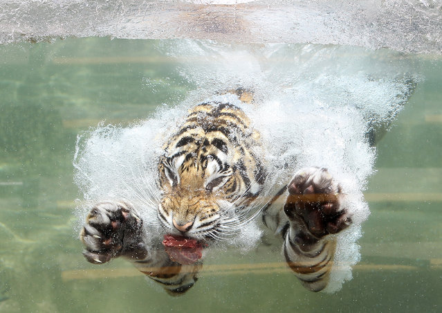 A Bengal Tiger named Akasha dives into the water after a piece of meat at Six Flags Discovery Kingdom on June 20, 2012 in Vallejo, California. (Photo by Justin Sullivan/Getty Images)