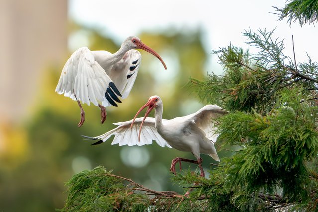 White ibises engage in a brief territorial dispute as they settle at their roosting spots for the evening at sunset in Lake Eola Park, Orlando, Florida on September 24, 2025. (Photo by Ronen Tivony/NurPhoto/Rex Features/Shutterstock)