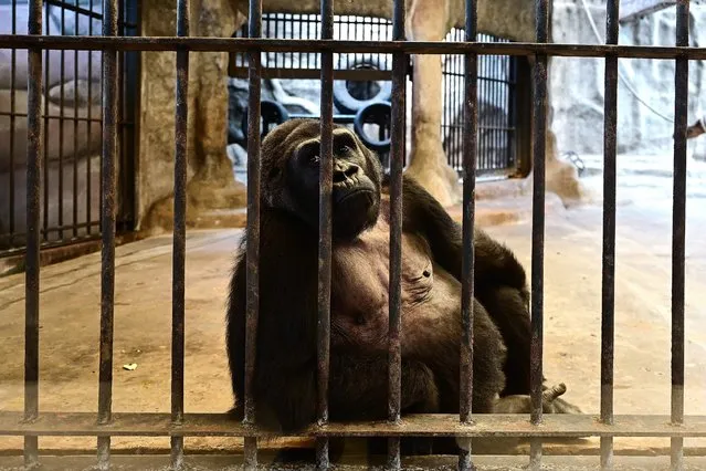 This photograph taken through a glass facade on March 9, 2023 shows Thailands only gorilla, a female named “Bua Noi” or Little Lotus, looking on from behind the bars of her cage at the Pata Zoo in Bangkok. Seven floors above a shopfloor hawking cheap perfume and nylon underwear, Thailand's “shopping mall gorilla” sits alone in a cage as controversy over her 30-year ownership re-ignites. (Photo by Manan Vatsyayana/AFP Photo)