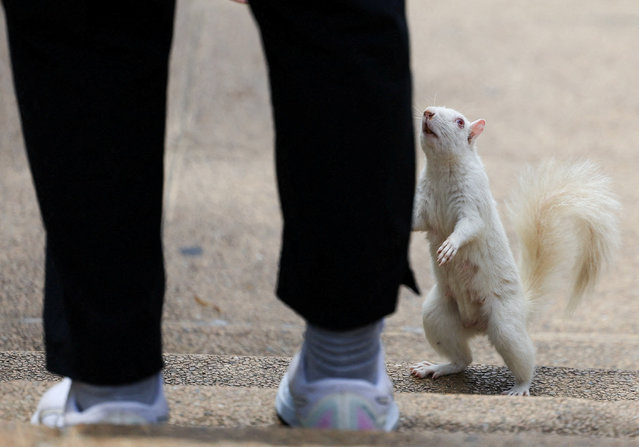 An albino squirrel looks up at a visitor at the Company’s Garden in Cape Town, South Africa, on October 27, 2025. (Photo by Esa Alexander/Reuters)