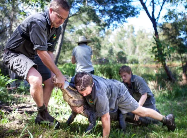 Tim Faulkner (left) general manager of the Australian Reptile Park is helped by Head of Reptiles Billy Collett in restraining a female alligator at the park in New South Wales 30 December 2014 during the annual raiding  of the nests to retrieve eggs. The 'gators were busy over Christmas laying eggs. During the day the staff restrained three females to retrieve 60 eggs – with ten nests still to go. (Photo by EPA/HO)