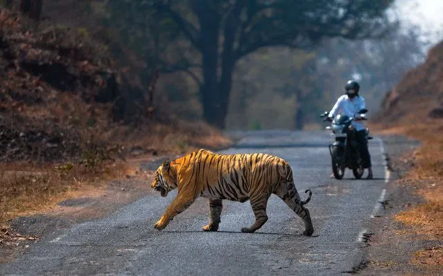 At Tadoba Tiger Reserve in Maharashtra, India, the big cats have right of way when they cross a popular road from one zone to another. (Photo by Nived Yadav/Media Drum Images)