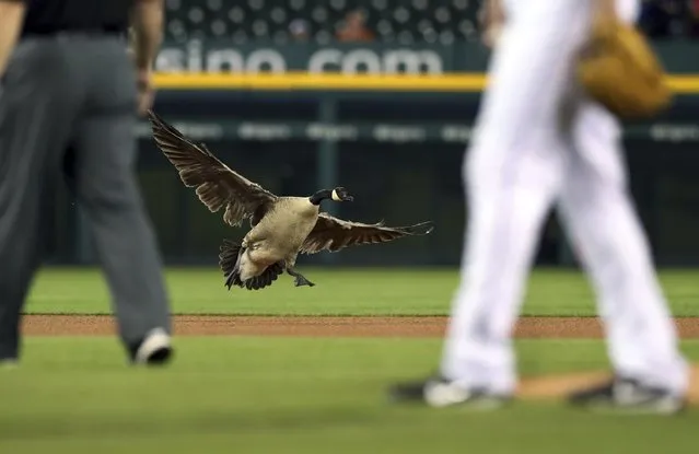 A Canada goose lands near the pitching mound during the sixth inning of a baseball game between the Detroit Tigers and the Los Angeles Angels, Wednesday, May 30, 2018, in Detroit. (Photo by Carlos Osorio/AP Photo)