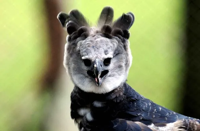 What a strange name of this eagle, the harpy eagle... (Photo by Rodrigo Arangua/AFP Photo)
