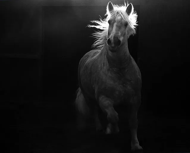 “Shadows into Light”. In the last of the afternoon light, my mare started running and kicking up dust. I was panning with her as she ran into the shadow of the barn. As she spun around, her mane lifted up and caught the last rays of the day. Location: San Dimas, CA. (Photo and caption by Shayne Mcguire/National Geographic Traveler Photo Contest)