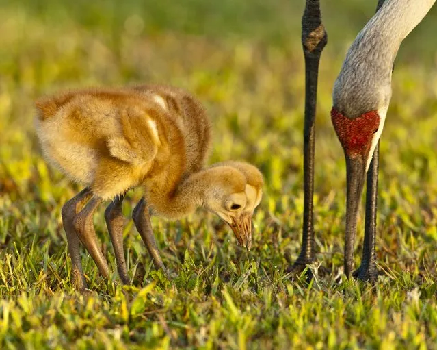 “Training Day”. It's training day for these two eleven day old Sandhill Colts. Mom was showing them how to dig for insects. A great experience. Location: Melbourne Florida USA. (Photo and caption by Graham McGeorge/National Geographic Traveler Photo Contest)