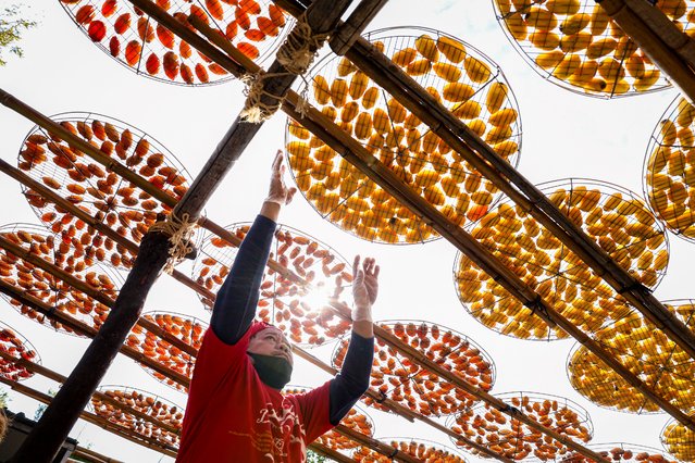 A worker places racks of peeled persimmons to dry at Weiweijia persimmon farm in Xinpu township, Hsinchu county on December 17, 2024. Taiwan's annual persimmon harvest declined for the second year in a row in 2023 to around 59,000 tonnes and it is expected to be more than 13 percent lower in 2024, figures from the Agriculture and Food Agency show. (Photo by I-Hwa Cheng/AFP Photo)