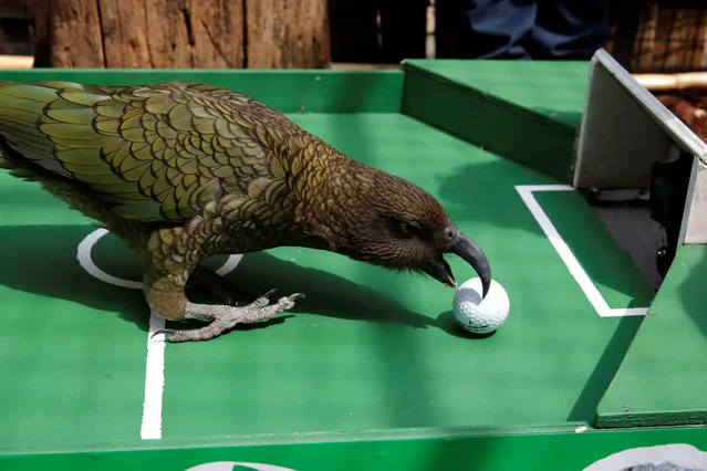 Newton, a Kea Parrot, is seen after it predicted a French win for the Uruguay-France World Cup game at the Menagerie du Jardin des Plantes in Paris, France on July 5, 2018. (Photo by Philippe Wojazer/Reuters)