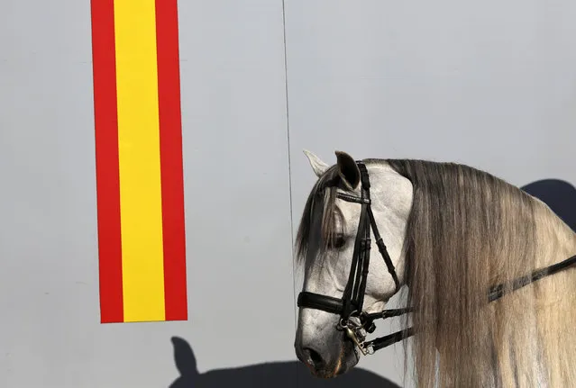 A purebred Spanish horse is seen during the Sicab International Pre Horse Fair which is dedicated in full and exclusively to the purebred Spanish horse in the Andalusian capital of Seville, southern Spain November 15, 2016. (Photo by Marcelo del Pozo/Reuters)