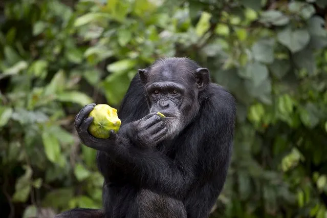 A chimpanzee eats at the Liberia Chimpanzee Rescue Project headquarters in Charlesville, Liberia, November 19, 2015. (Photo by Malin Palm/Reuters)
