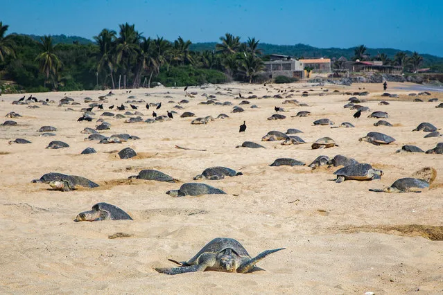 Olive Ridley sea turtles, known as Golfinas in Spanish, (Lepidochelys olivacea) make nests to lay their eggs at Ixtapilla Beach, Michoacan State, Mexico, on July 20, 2018. Mass arrivals of sea turtles known as “arribadas”, happen every year at Ixtapilla Beach where thousands of turtles arrive to lay their eggs. (Photo by Enrique Castro/AFP Photo)