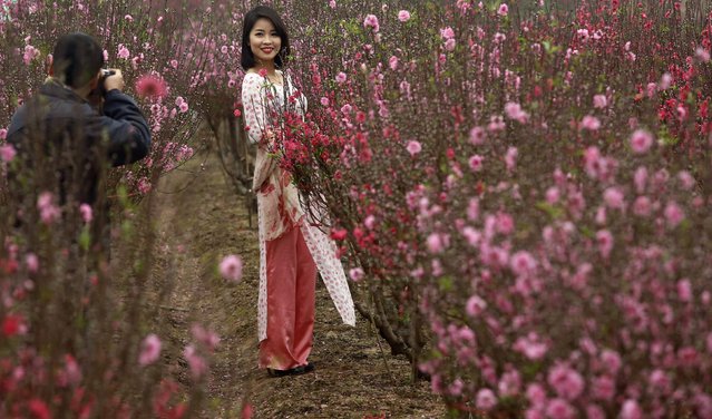 People pose for souvenir photos along peach blossom flowers at a field in Hanoi February 6, 2015. The peach blossom, believed to bring luck to families, is used to decorate homes during the Vietnamese “Tet” (Lunar New Year festival), which will take place from February 14 to February 24. (Photo by Reuters/Kham)