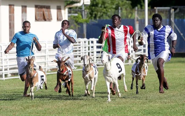 Goat handlers, known as jockeys, race to the finish line with their animals during goat racing at the annual Tobago Heritage Festival, at Buccoo Integrated Facility, in Tobago island, Trinidad and Tobago, 29 July 2018. (Photo by Andrea De Silva/EPA/EFE)