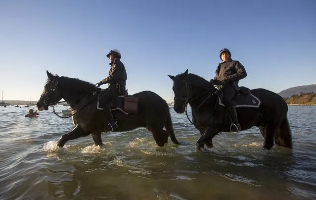 Vancouver Police ride their horses while watching participants run into English Bay during the 96th annual New Year's Day Polar Bear Swim in Vancouver, British Columbia January 1, 2016. (Photo by Ben Nelms/Reuters)