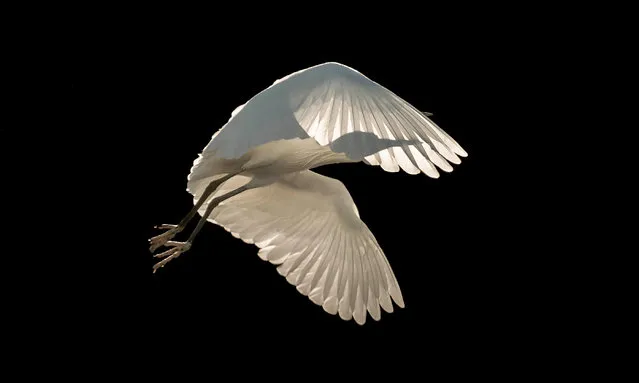 Birds in flight category winner. Little Egret, Egretta garzetta, by Sienna Anderson, UK. (Photo by Sienna Anderson/2018 Bird Photographer of the Year)