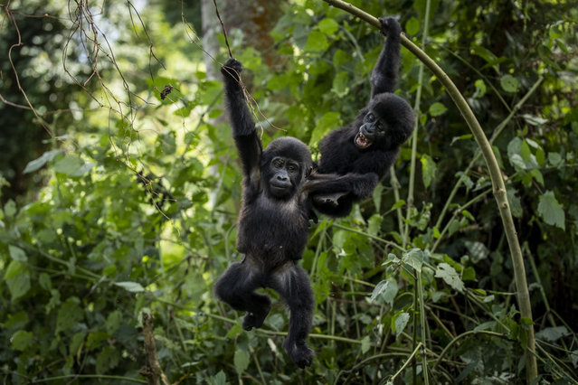 Two one-year old baby mountain gorillas swing from branches as they play together in the forest of Bwindi Impenetrable National Park in southwestern Uganda Saturday, April 3, 2021. (Photo by AP Photo/Stringer)