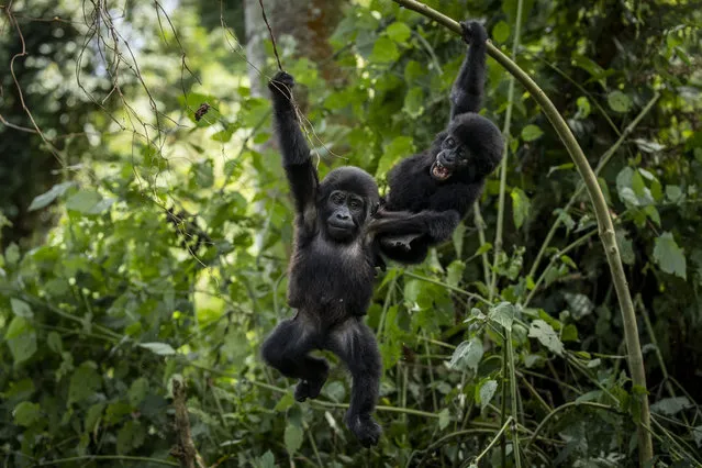 Two one-year old baby mountain gorillas swing from branches as they play together in the forest of Bwindi Impenetrable National Park in southwestern Uganda Saturday, April 3, 2021. (Photo by AP Photo/Stringer)