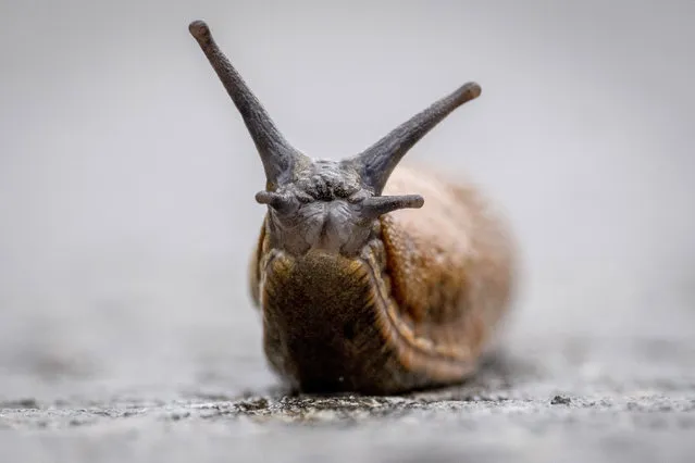 A slug slowly moves forward on a small road in the outskirts of Wehrheim near Frankfurt, Germany, Tuesday, July 25, 2023. (Photo by Michael Probst/AP Photo)