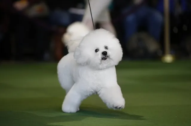 A Bichon Frise is walked in the ring during competition in the Non-Sporting Group at the 139th Westminster Kennel Club's Dog Show in the Manhattan borough of New York February 16, 2015. (Photo by Mike Segar/Reuters)