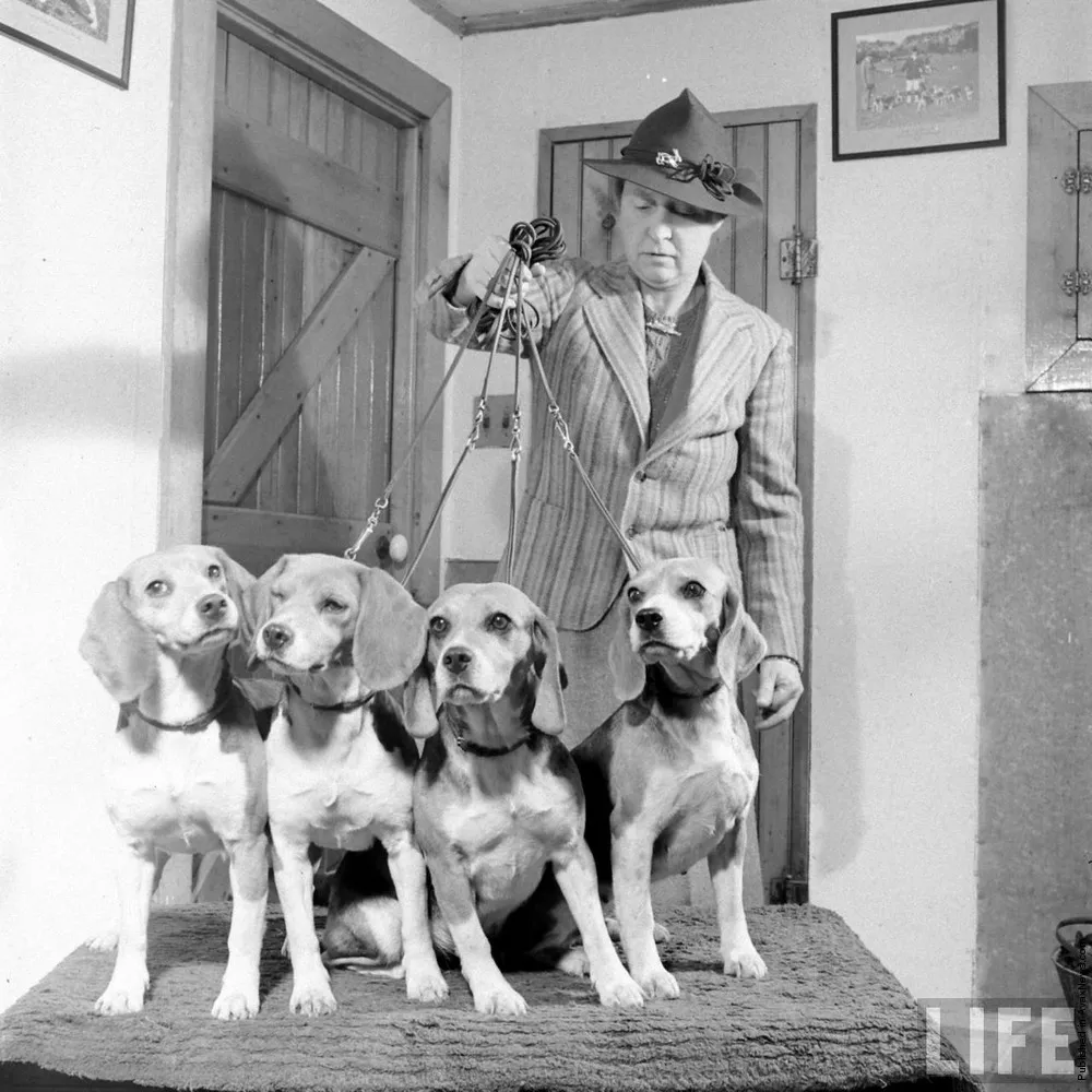 Beagle Hounds, Du Pont Estate. February 1940