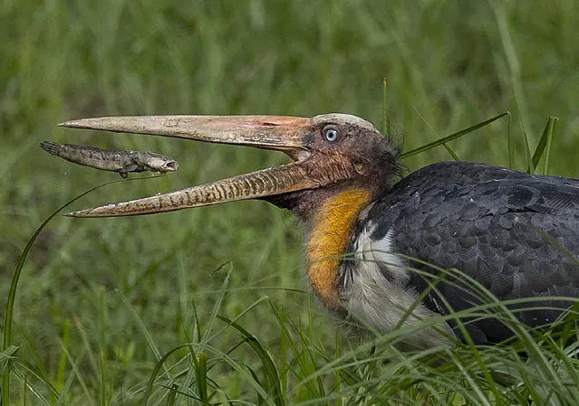 An adjutant stork gulps a fish in Pobitora wildlife sanctuary on the outskirts of Gauhati, India, Tuesday, May 4, 2021. The wildlife sanctuary in the north eastern Assam state is known for its Indian one-horned rhino population. (Photo by Anupam Nath/AP Photo)