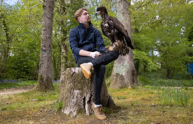 Falconer Charlie Rolle holds Chief, a 10-month-old white-tailed sea eagle, which is the UK's largest bird of prey and a species extinct around 200 years ago, at his new home at the nature and tourist destination, Robin Hill Park, near Newport on the Isle Of Wight on Wednesday, May 12, 2021. (Photo by Andrew Matthews/PA Images via Getty Images)