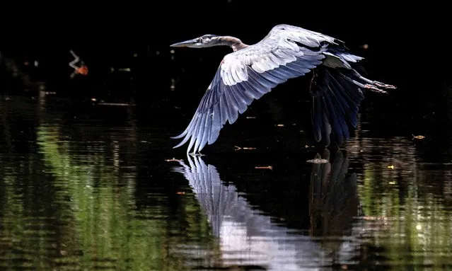A blue heron’s wing just touches the water as it flys over the Corsica River in Centreville, Maryland, on August 21, 2023. (Photo by Jim Watson/AFP Photo)