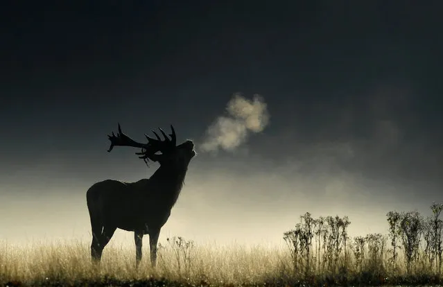 A deer stag barks in the early morning light during the rutting season in Richmond Park, west London, Britain, September 26, 2018. (Photo by Toby Melville/Reuters)