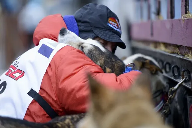 Cindy Abbott from Irvine, California gets a quick hug from one of her dogs at the 2015 ceremonial start of the Iditarod Trail Sled Dog race in downtown Anchorage, Alaska March 7, 2015. The timed portion of the race, which typically lasts nine days or longer, begins on Monday in Fairbanks, about 300 miles (482 km) away. Traditionally held in Willow, the timed start was moved to Fairbanks this year to accommodate an alternate trail selected after race officials deemed sections of the traditional path unsafe.    REUTERS/Mark Meyer  (UNITED STATES - Tags: SPORT ANIMALS SOCIETY)S SOCIETY)