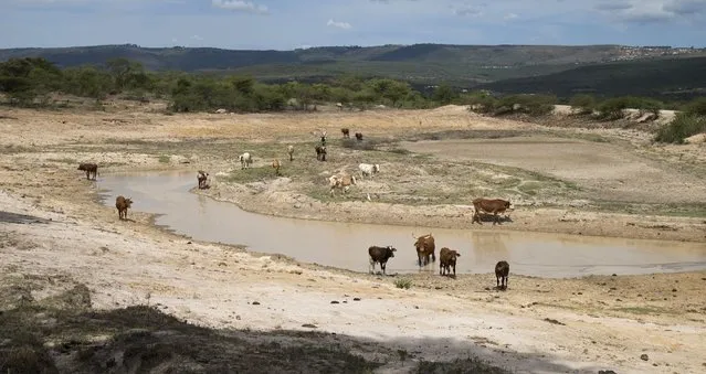 Cattle drink water from a dam, which is almost dry due to drought, near Nongoma, northeast of Durban, January 20, 2016. (Photo by Rogan Ward/Reuters)