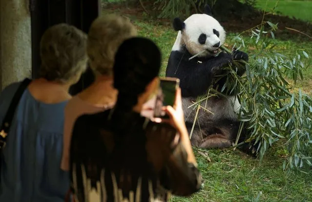 Visitors take photos of giant panda Mei Xiang eating bamboo during the reopening morning of Smithsonian's National Zoo in Washington, U.S., May 21, 2021. (Photo by Kevin Lamarque/Reuters)