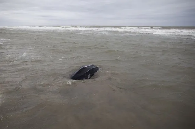 A leatherback turtle navigates back to the ocean after staff with the South Carolina Aquarium, the Sea Turtle Rescue Program and South Carolina Department of Natural Resources released it, in Isle of Palms, South Carolina March 12, 2015. (Photo by Randall Hill/Reuters)