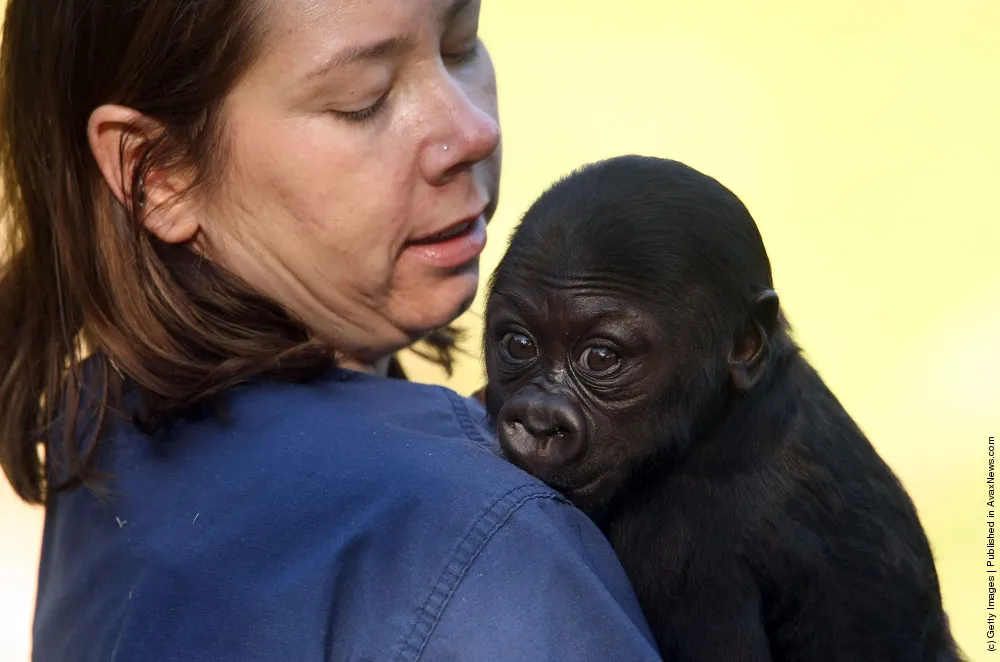 Gorilla Hasani In A Zoo Of San Francisco
