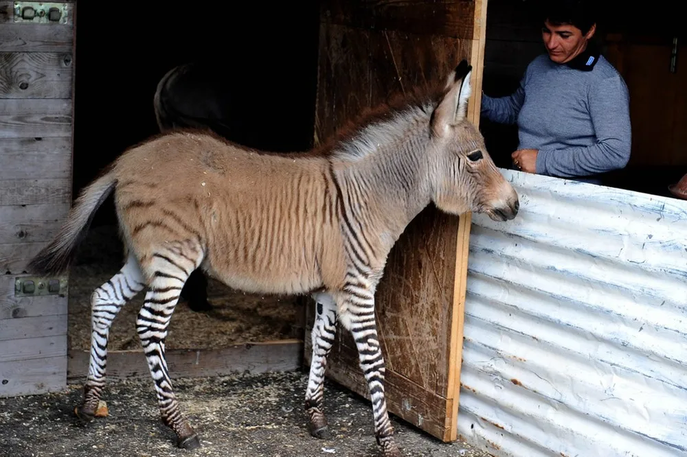 The Week in Pictures: Animals, November 2 – November 8, 2013