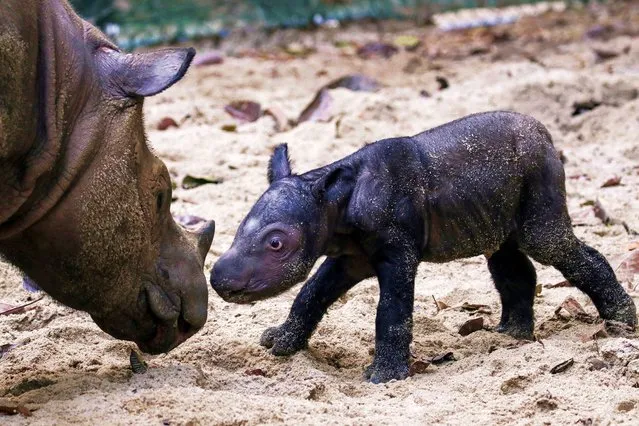 An endangered recently born female Sumatran rhinoceros is seen next to her mother, Ratu, at Sumatran Rhino Sanctuary of Kambas National Park, Lampung, Indonesia on September 30, 2023, in this photo taken by Antara Foto. (Photo by Antara Foto via Reuters)