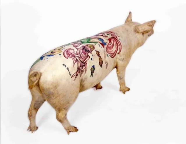 Tattooing Pigs By Wim Delvoye