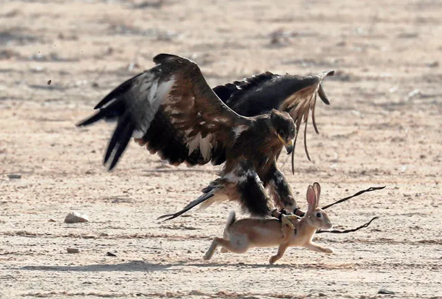 A hunting falcon catches a hare during a celebration by Egyptian clubs and austringers on World Falconry Day at Borg al-Arab desert in Alexandria, Egypt on November 18, 2018. (Photo by Amr Abdallah Dalsh/Reuters)