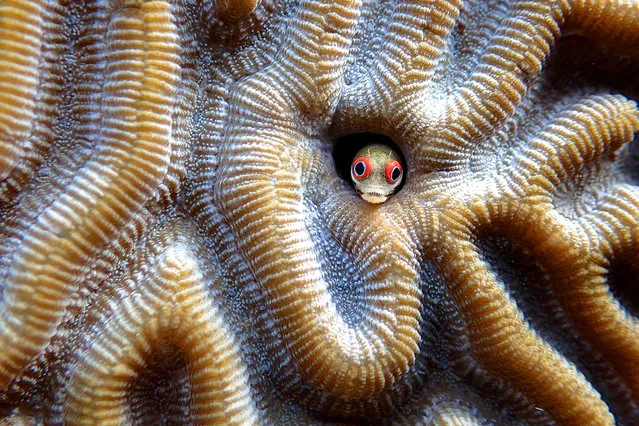 A small sea creature pops it's head out to say hello taken on January 14, 2016. Jonathan Jagot, 17, has been sailing round the world with his parents since he was 12. The young adventurer was named BBC Young Wildlife Photographer of the Year. (Photo by Jonathan Jagot/Barcroft Media)