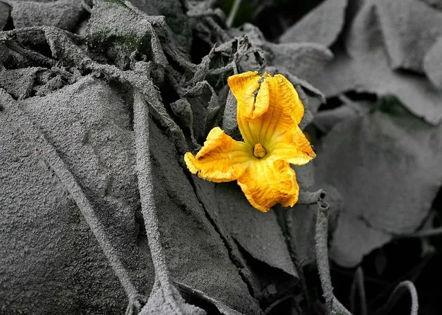 A flower peeks out from plants covered with ash from the eruptions. (Photo by Binsar Bakkara/Associated Press)