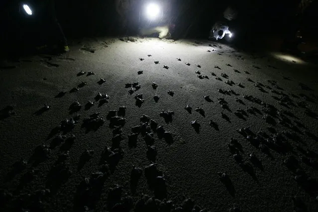 Olive Ridley turtle hatchlings (Lepidochelys olivacea) are guided by volunteers with flashlights as they try to reach the ocean in Tomatlan November 15, 2013. (Photo by Alejandro Acosta/Reuters)
