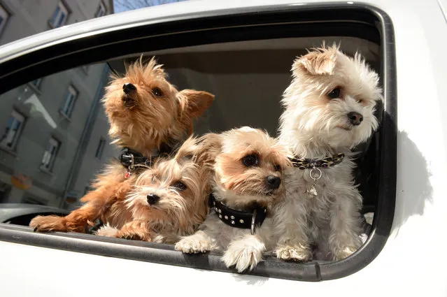 The four Yorkshire Terriers Bobby, Billy, Benni and Zorro look out of the car of their owner during bright sunshine in Ravensburg, southern Germany, Friday, April 10, 2015. (Photo by Felix Kaestle/AP Photo/DPA)