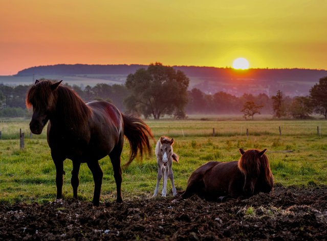 A two-day-old Icelandic foal stands next to its mother, right, as the sun rises in Wehrheim near Frankfurt, Germany, Friday, June 18, 2021. (Photo by Michael Probst/AP Photo)