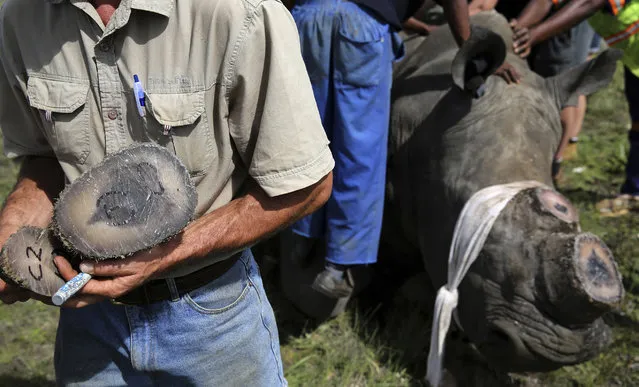 A worker holds rhino horns after it was dehorned in an effort to deter the poaching of one of the world's endangered species, at a farm outside Klerksdorp, in the north west province, South Africa,February 24, 2016. (Photo by Siphiwe Sibeko/Reuters)
