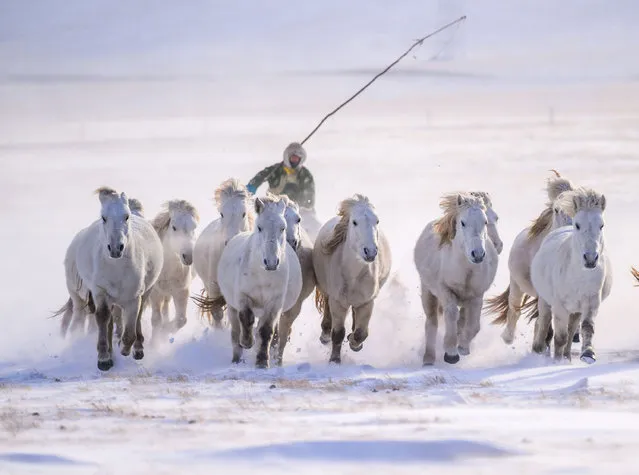 A horseman trains horses on the snow-covered grassland in West Ujimqin Banner of Xilingol League, north China's Inner Mongolia Autonomous Region on December 20, 2023. (Photo by Xinhua News Agency/Rex Features/Shutterstock)