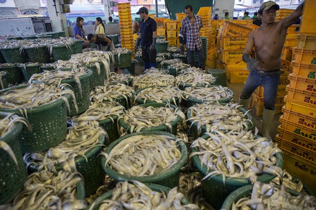 Workers sort fish at a wholesale market for fish and other seafood in Mahachai, in Thailand's Samut Sakhon province April 23, 2015. (Photo by Damir Sagolj/Reuters)